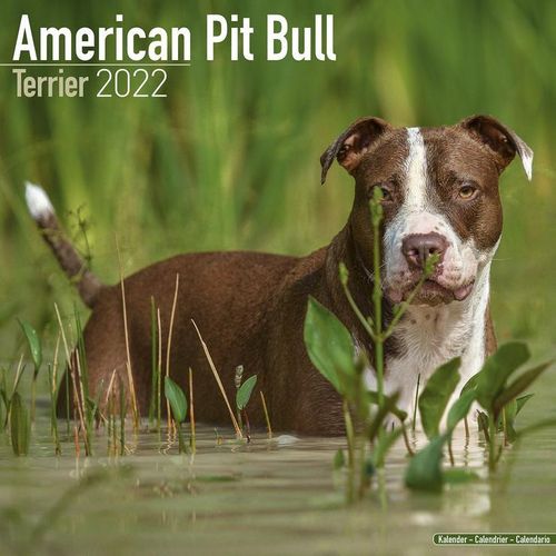 American Pit Bull Terrier kalenteri 2022