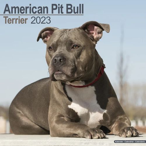 American Pit Bull Terrier kalenteri 2023