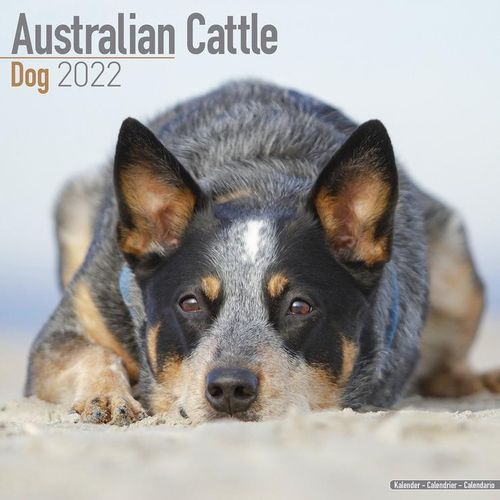 Australian Cattle Dog kalenteri 2022