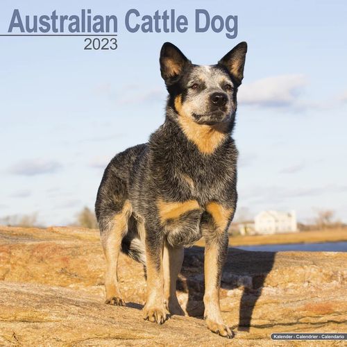 Australian Cattle Dog kalenteri 2023