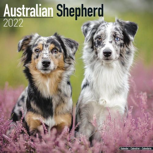 Australian Shepherd kalenteri 2022