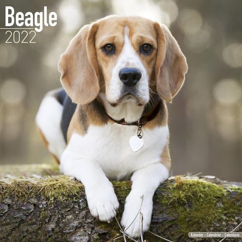 Beagle kalenteri 2022