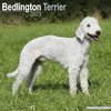 Bedlington Terrier kalenteri 2023