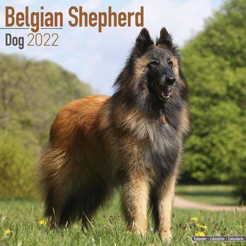 Belgian Shepherd Dog kalenteri 2022