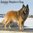 Belgian Shepherd Dog kalenteri 2023