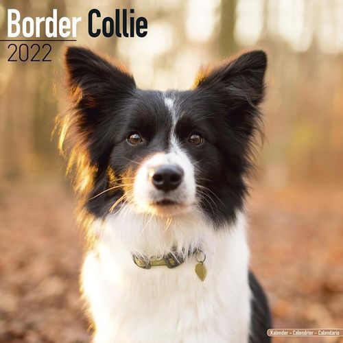 Border Collie kalenteri 2022