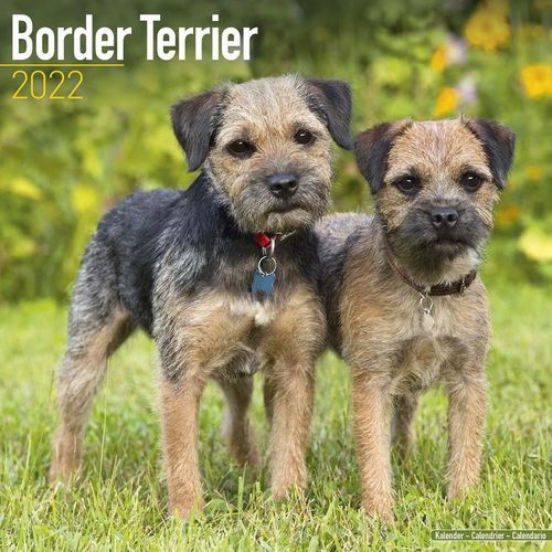 Border Terrier kalenteri 2022