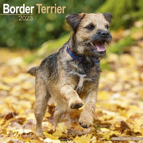Border Terrier kalenteri 2023