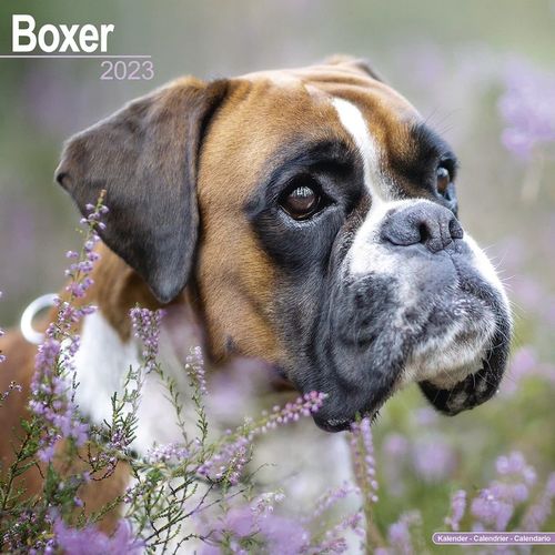Boxer kalenteri 2023