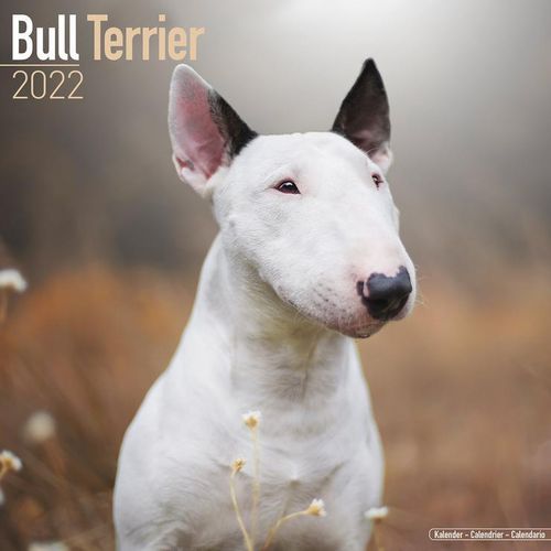 Bull Terrier kalenteri 2022