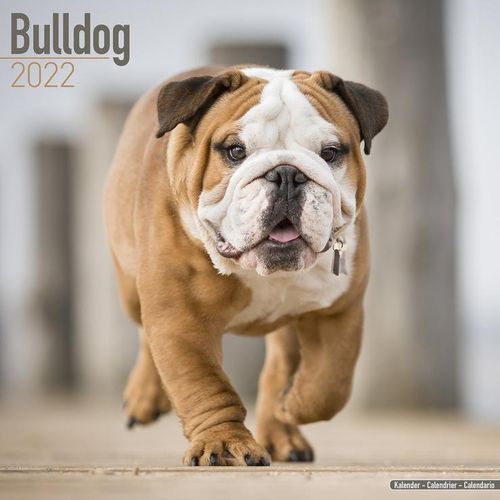 Bulldog kalenteri 2022