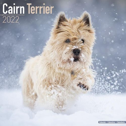 Cairn Terrier kalenteri 2022