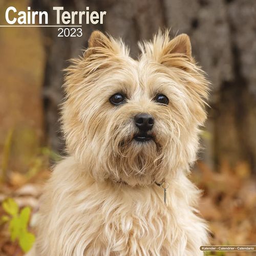 Cairn Terrier kalenteri 2023