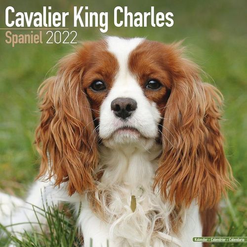 Cavalier King Charles kalenteri 2022