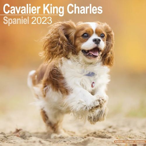 Cavalier King Charles kalenteri 2023