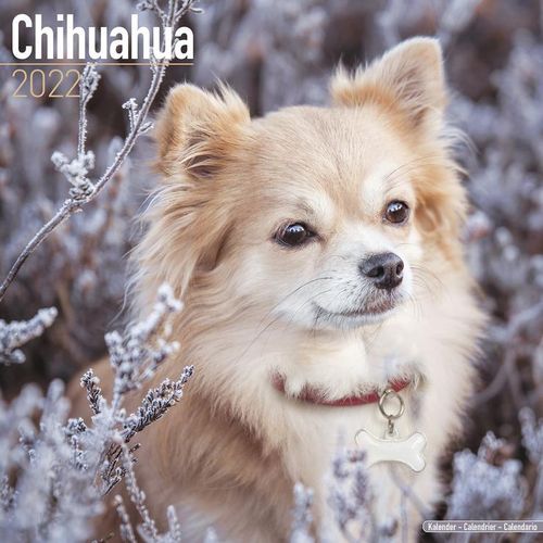 Chihuahua kalenteri 2022