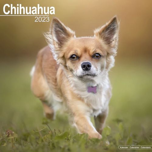 Chihuahua kalenteri 2023