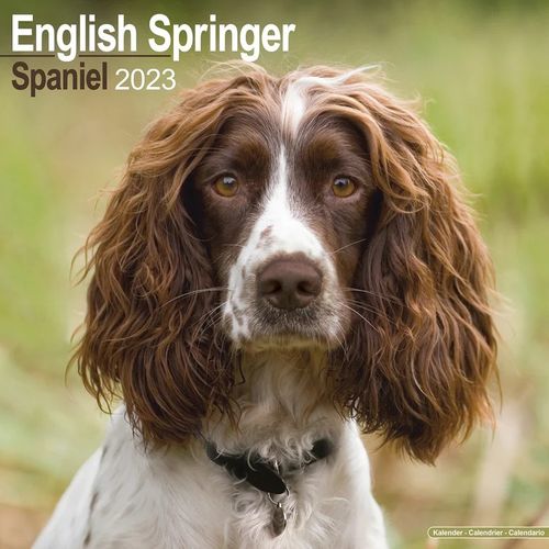 English Spr. Spaniel kalenteri 2023
