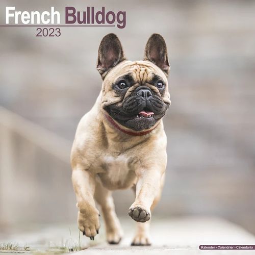 French Bulldog kalenteri 2023