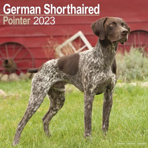 German Shorthaired Pointer kalenteri 2023