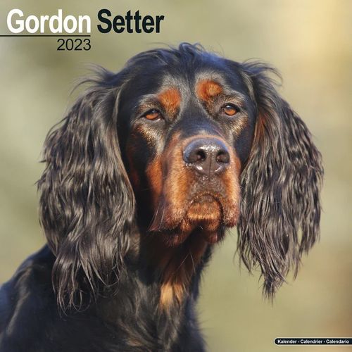 Gordon Setter kalenteri 2023