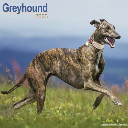 Greyhound kalenteri 2023