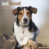 Jack Russell kalenteri 2022