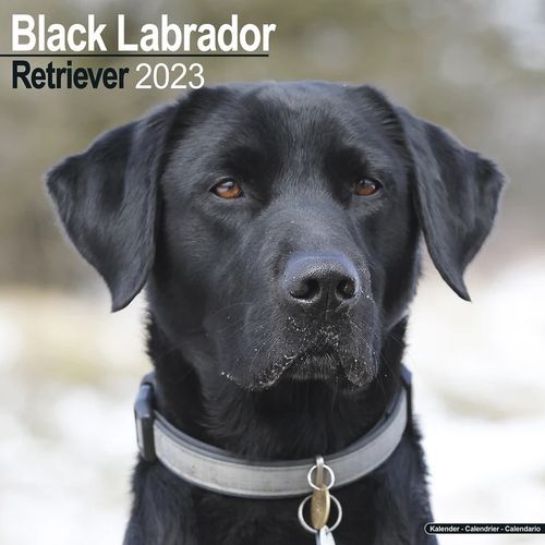 Labrador Retriever (Black) kalenteri 2023