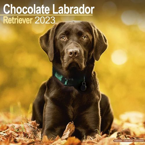 Labrador Retriever (Chocolate) kalenteri 2023