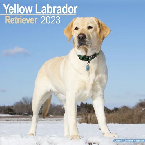 Labrador Retriever (Yellow) kalenteri 2023