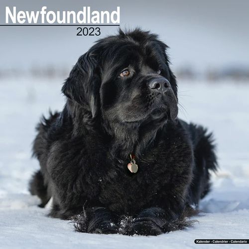 Newfoundland kalenteri 2023