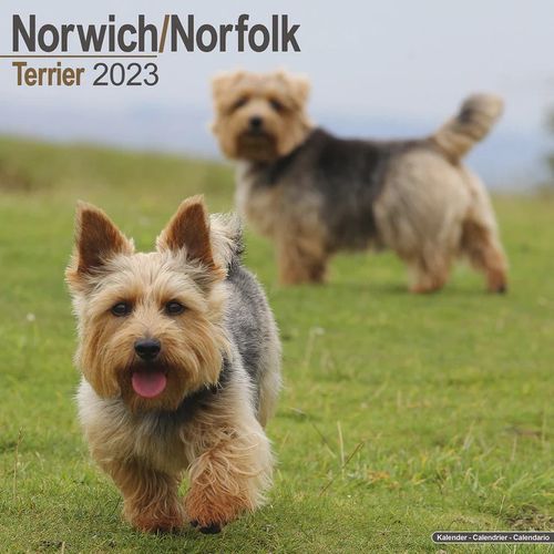 Norwich/Norfolk Terrier kalenteri 2023