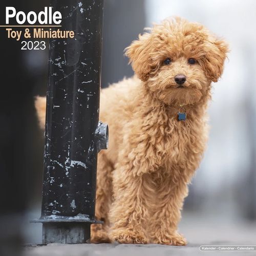 Poodle Toy& Miniature kalenteri 2023