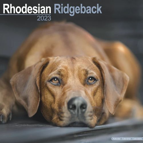 Rhodesian Ridgeback kalenteri 2023
