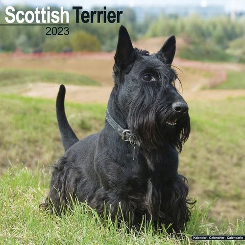 Scottish Terrier kalenteri 2023
