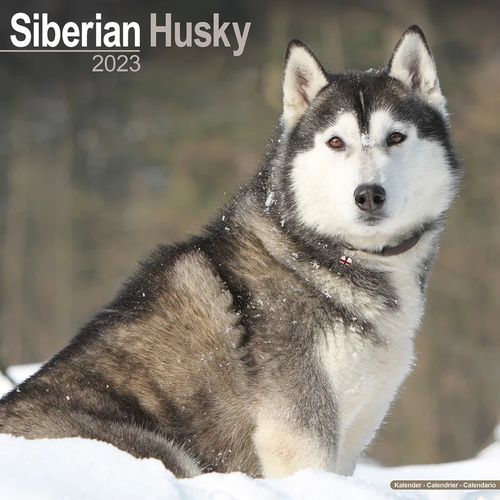 Siberian Husky kalenteri 2023