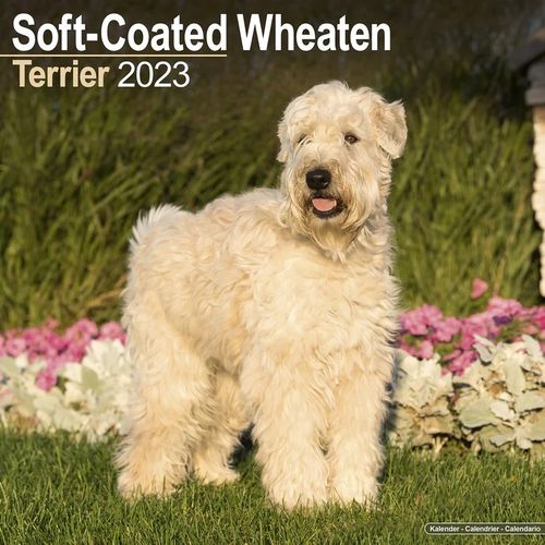 Soft-Coated Wheaten Terrier kalenteri 2023