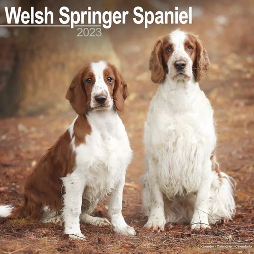 Welsh springer spaniel kalenteri 2023