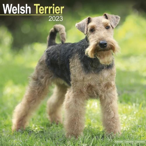 Welsh Terrier kalenteri 2023