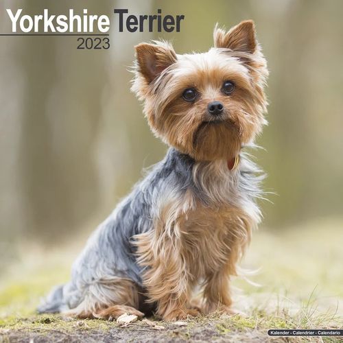 Yorkshire Terrier kalenteri 2023