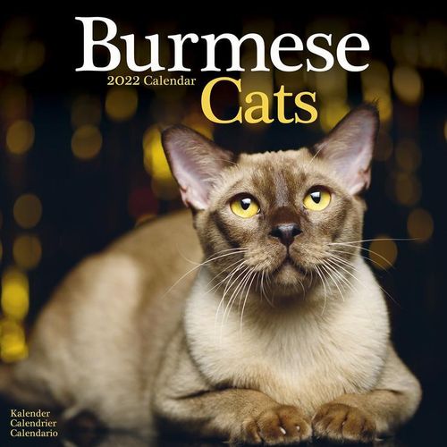 Burmese Cats kalenteri 2022