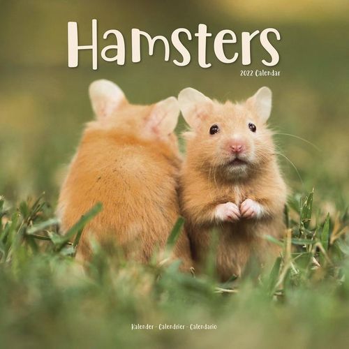Hamsters kalenteri 2022