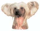 Chinese Crested tarra