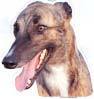 Greyhound tarra