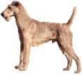 Irish terrier  tarra
