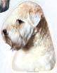 Soft coated wheaten terrier tarra