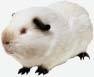 White guinea pig tarra