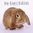 Lop-Eared rabbits kalenteri 2023