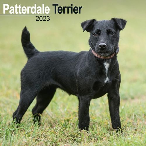 Patterdale Terrier kalenteri 2023